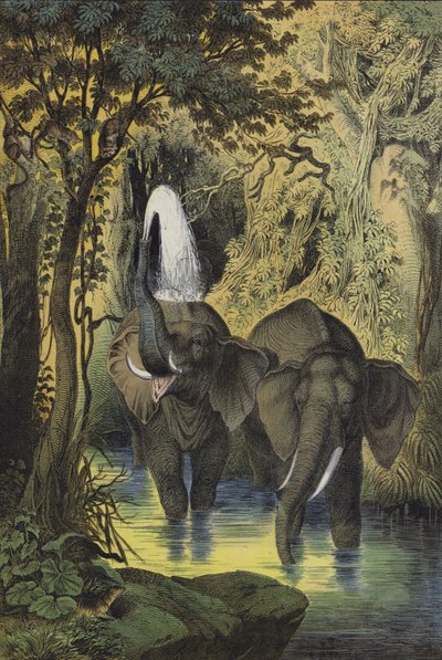 Tiere der sumpfigen Wälder des Sudan von European School