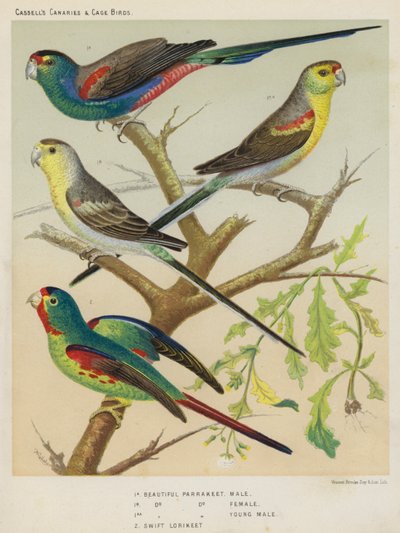 Schöner Sittich, Männchen, Weibchen, Junger Männchen, Swift-Lorikeet von European School