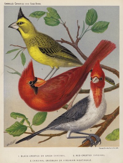 Schwarzhauben- oder Grün-Kardinal, Rotkardinal, Kardinalgrosbeak oder Virginianische Nachtigall (Farblitho) von European School