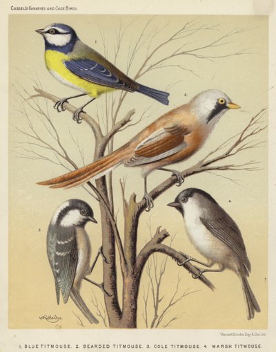 Blaumeise, Bartmeise, Kohlmeise, Sumpfmeise von European School