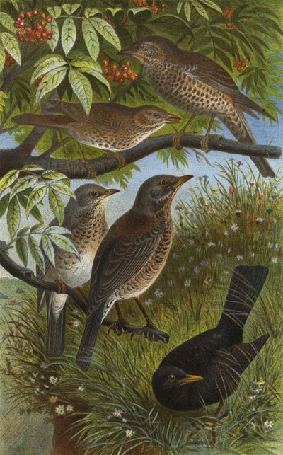 Deutsche Drosseln, Sing-, Mistel-, Wacholder- und Schwarzdrossel oder Amsel von European School