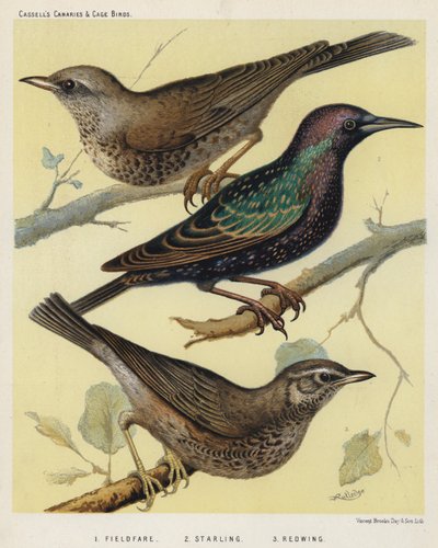 Wacholderdrossel, Star, Rotdrossel (Farblithografie) von European School