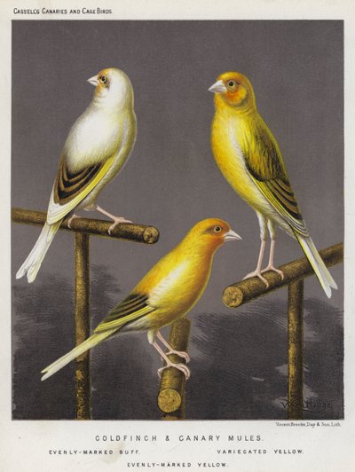 Stieglitz- und Kanarienvogel-Mischlinge, Gleichmäßig Markiertes Buff, Variiert Gelb, Gleichmäßig Markiertes Gelb (Farblithografie) von European School