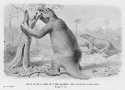 Großes Bodenschloth von Südamerika, Megatherium Americanum (Lithografie) von European School