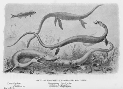 Gruppe von Seeschlangen, Elasmosaurier und Fische von European School