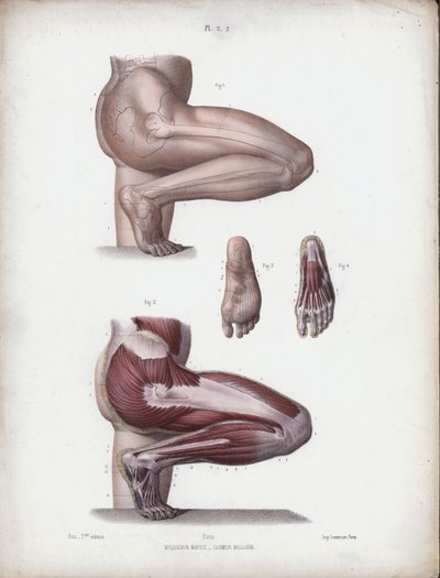 Illustration für Die Anatomie der äußeren Formen des Menschen: Männliches Bein und Fuß von European School