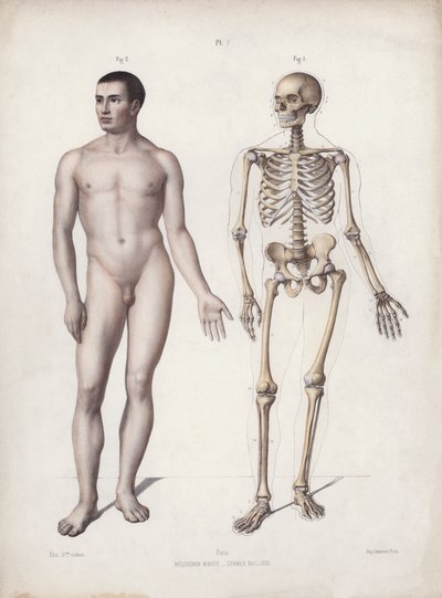 Illustration für Die Anatomie der äußeren Formen des Menschen: Stehender Mann von European School
