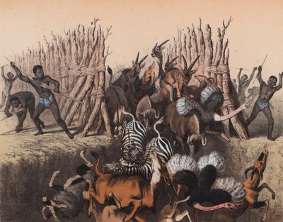 Kaffern treiben Tiere in eine Grube von European School