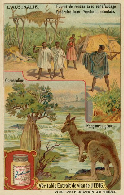 Känguru, Zuckerapfelbaum und ein Leichenwagen mit Abdeckung von European School