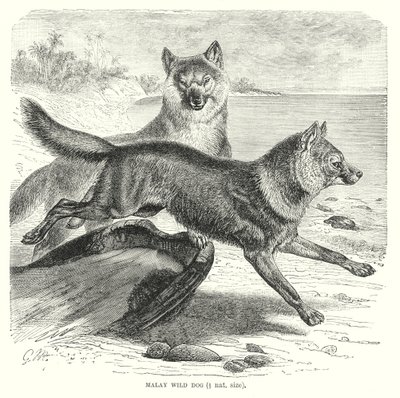 Malaiischer Wildhund (Gravur) von European School