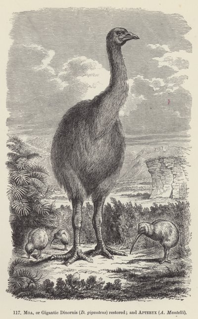 Moa oder gigantischer Dinornis (D giganteus) restauriert; und Apteryx, A Mantelli von European School