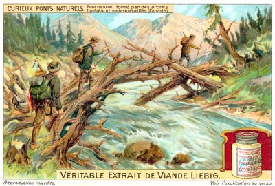 Natürliche Brücke aus umgestürzten und überwucherten Bäumen in Kanada von European School