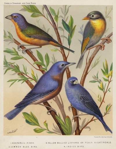 Nonpareil-Fink, Gelbbauch-Liothrix oder Pekin-Nachtigall, Gemeiner Blauvogel, Indigo-Vogel (Farblithografie) von European School