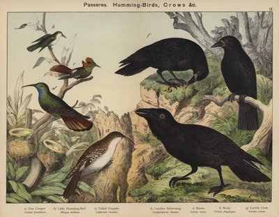Sperlingsvögel, Kolibris, Krähen von European School