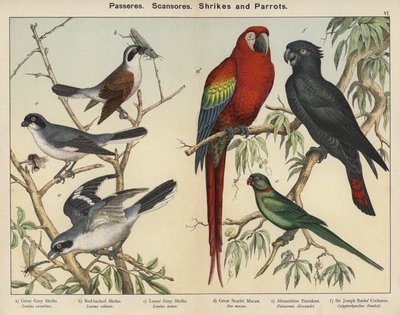 Sperlingsvögel, Klettervögel, Würger und Papageien von European School