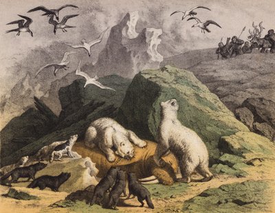 Eisbären in Nord-Sibirien, die sich an einem toten Walross laben von European School