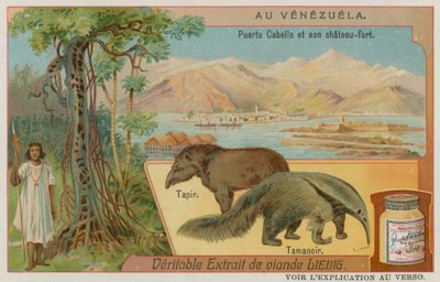 Puerto Cabello und seine Festung mit einem Tapir und einem Ameisenbär von European School