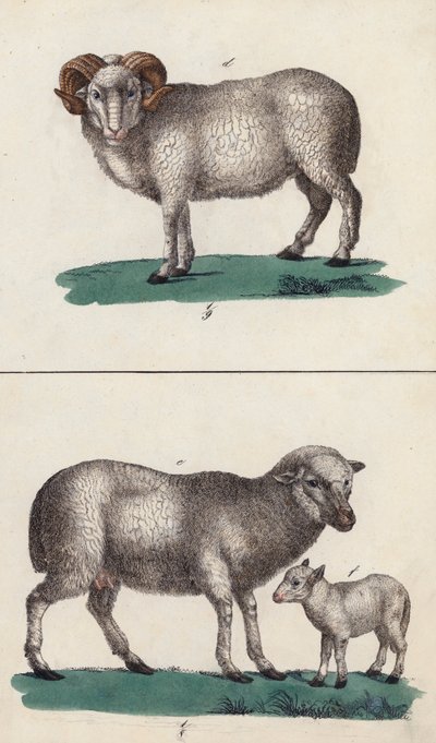 Widder, Schaf und Lamm von European School