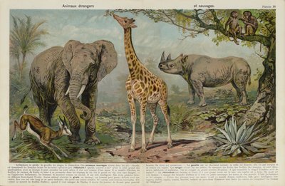 Wilde Tiere von European School