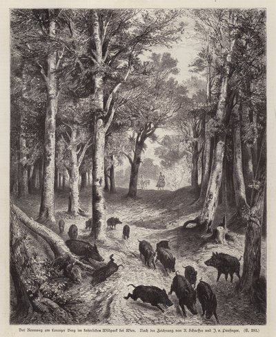 Wildschwein auf dem Lorenzer Berg im Kaiserpark in Wien, Österreich von European School