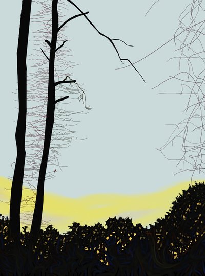 Kardinal im Baum von Evan Sklar