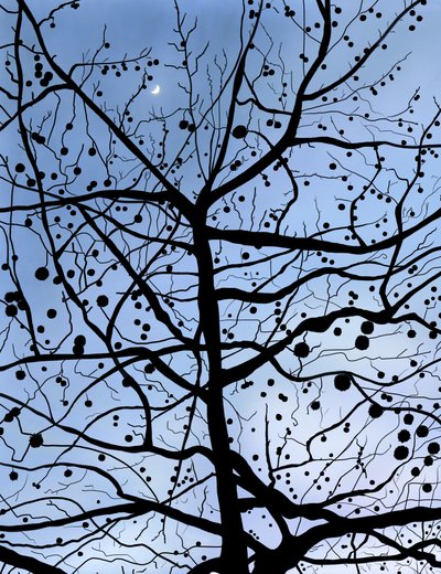 London-Platane und Mond, Brooklyn von Evan Sklar