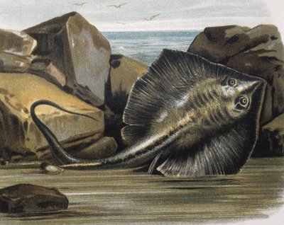 Gewöhnlicher Stechrochen (Trygon pastinaca) von F. (after) Padro