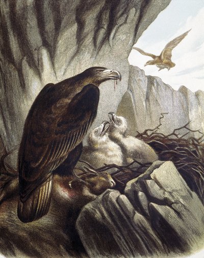 Adler mit ihren Jungen. Gravur nach einer Zeichnung von F. Padro. von F. (after) Padro