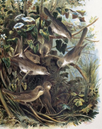 Gruppe von Dorngrasmücken. Gravur nach einer Zeichnung von F. Padro. Gravur von F. (after) Padro