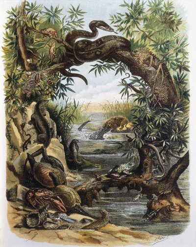 Reptilien und Krustentiere. Gravur nach einer Zeichnung von F. Padro. von F. (after) Padro
