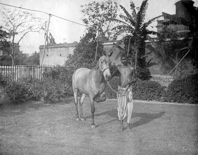 Mann mit einem Pferd, Alipore, Indien, 1905-1906 von F. L. Peters