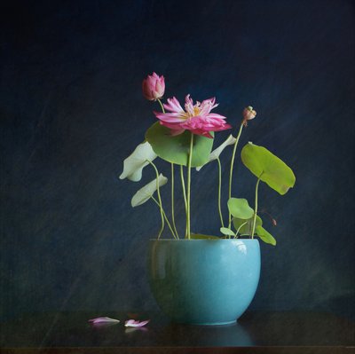 Rosa Lotus-Strahlung von Fangping Zhou