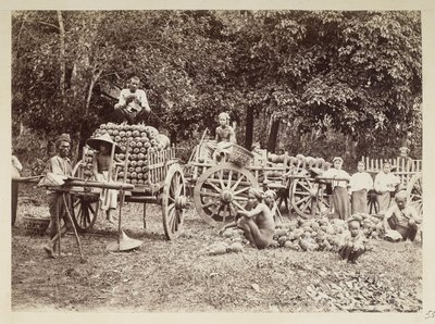 Verladen von geernteten Ananas auf Wagen, Burma, Elgin Sammlung: 