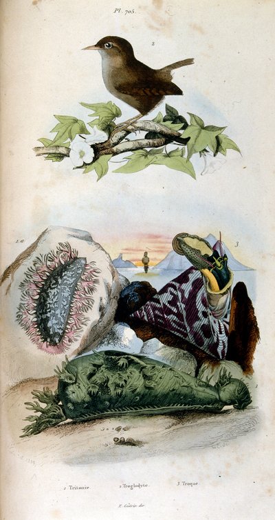 Botanische und zoologische Illustration von F. E. Guerin. Aus Dictionnaire pittoresque d