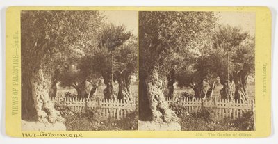 Der Garten der Oliven, Jerusalem, Nr. 576 aus der Serie "Ansichten von Palästina" von Félix Bonfils