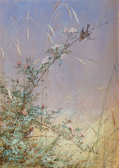 Wildrosen im Roggen, 1874 von Fidelia Bridges