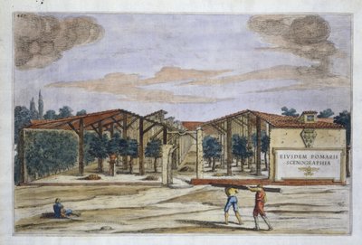 Ein überdachter Obstgarten, aus Hesperides von Giovanni Battista Ferrari, gestochen von Camillo Congio, veröffentlicht 1646 (handkolorierter Stich) von Filippo after Gagliardi