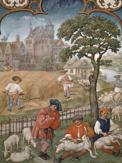 Fol.7v Der Monat Juli: Ernte und Schafschur, aus dem Breviarium Grimani, ca. 1515 von Flemish School