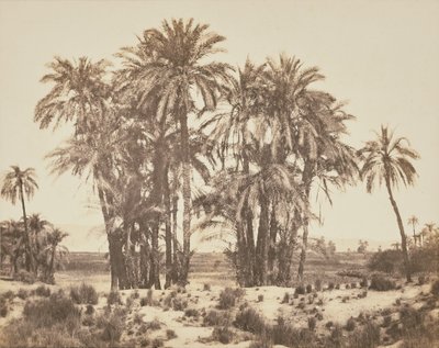 Hain von Dattelpalmen von Punkt A, Karnak von Félix Teynard