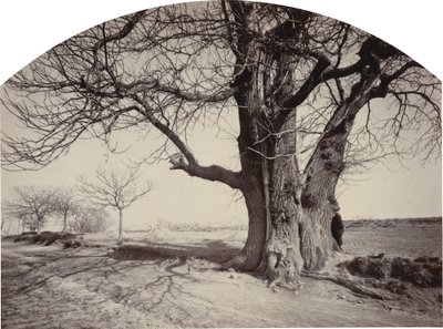 Große Kastanie am Straßenrand, ca. 1875-1880 von Félix Thiollier