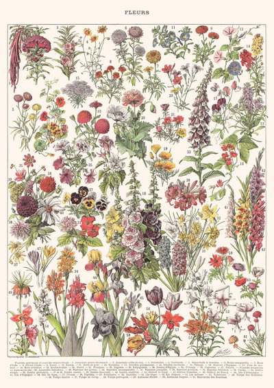 Fleur I - ASTER EDITION, 2023 von Florent Bodart