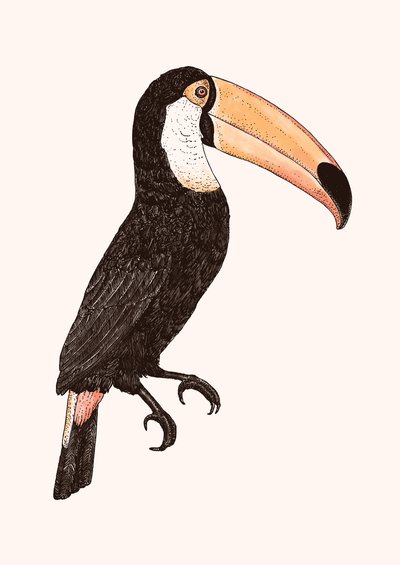Toco _ Farbversion von Florent Bodart