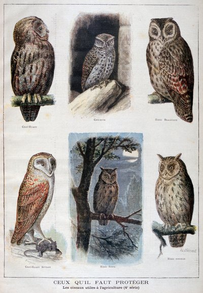 Vögel, die geschützt sind und in der Landwirtschaft hilfreich sind von Fortuné Méaulle