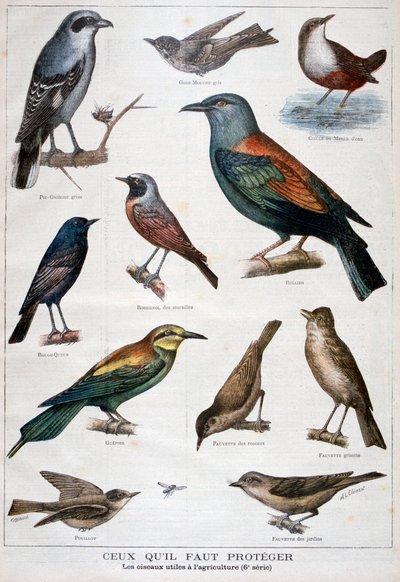 Vögel, die geschützt sind und in der Landwirtschaft hilfreich sind, 1897 von Fortuné Méaulle