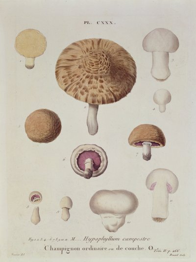 Hypophyllum campestre oder der Feldpilz, Tafel 130 aus 
