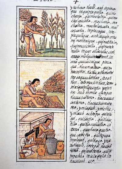 Szenen aus dem Bauernleben, Weizenernte, Entkörnung auf Matte und Lagerung in Krügen, Text in Nahuatl, aus Faksimile des Manuskripts Allgemeine Geschichte der Dinge von Neuspanien, auch bekannt als Florentiner Kodex, von Bernardino de Sahagun von Fra Bernadino da Sahagun
