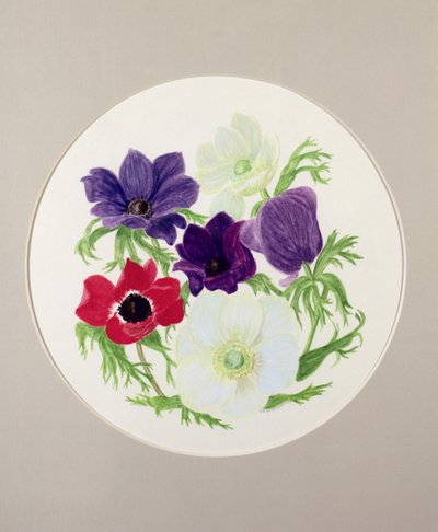 Anemonen von Frances Buckland