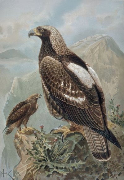 Kaiseradler - Männchen und zweijähriges Weibchen von Francia