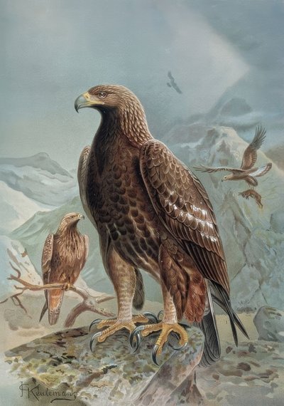 Gravur - Wilder oder Leonadischer Adler - Weibchen und Jungtier von Francia