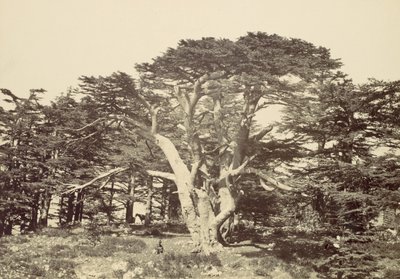 Der größte der Zedern, Berg Libanon, 1857 von Francis Frith